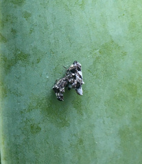 Philoponella congregabilis