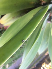 Philoponella congregabilis