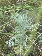 Artemisia austriaca