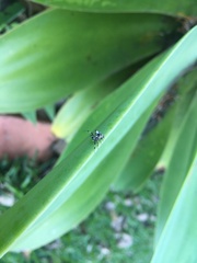 Philoponella congregabilis