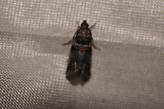Acrobasis tricolorella