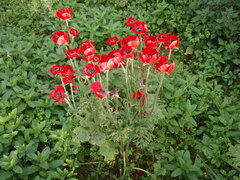 Ranunculus asiaticus