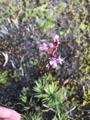 Stylidium montanum