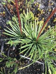 Stylidium montanum