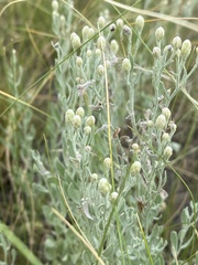 Galatella villosa