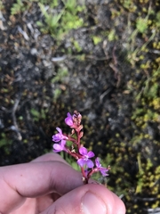 Stylidium montanum