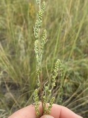 Artemisia campestris