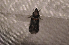 Acrobasis tricolorella