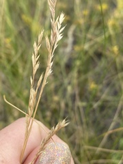 Festuca