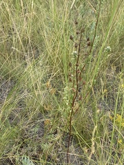 Verbascum phoeniceum