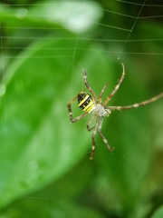 Argiope versicolor
