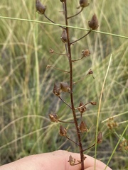 Verbascum phoeniceum