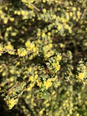Pimelea serpyllifolia