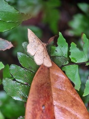 Thyrididae