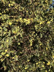 Pimelea serpyllifolia