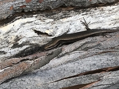 Pseudemoia entrecasteauxii