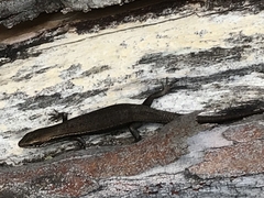 Pseudemoia entrecasteauxii