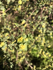 Pimelea serpyllifolia