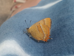 Thecla betulae