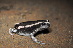 Phrynomantis bifasciatus
