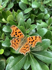 Polygonia c-aureum