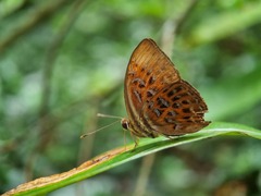Taxila haquinus