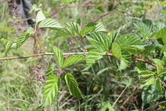 Rubus fruticosus