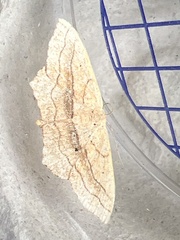 Scopula imitaria