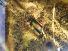 Cybister lateralimarginalis