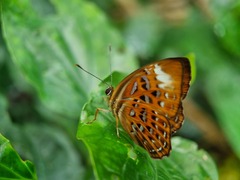 Taxila haquinus