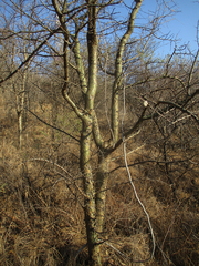 Commiphora schimperi