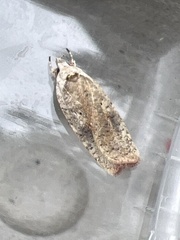 Agonopterix nervosa