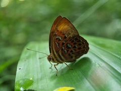 Taxila haquinus