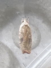 Agonopterix nervosa