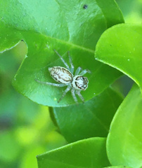 Salticinae