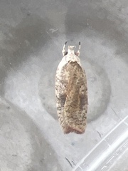 Agonopterix nervosa