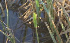 Dolomedes