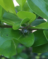 Salticinae
