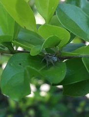 Salticinae