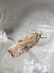 Agonopterix nervosa