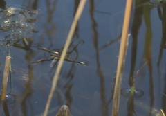 Dolomedes
