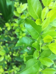 Salticinae