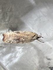 Agonopterix nervosa