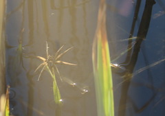 Dolomedes