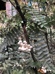 Sorbus koehneana