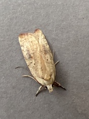 Agonopterix nervosa