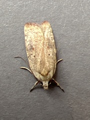 Agonopterix nervosa