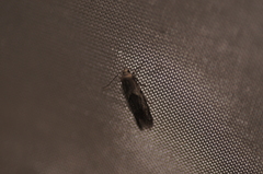 Blastobasis glandulella