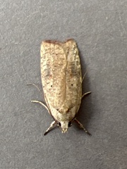 Agonopterix nervosa