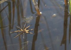 Dolomedes